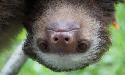 Sloths PREMIUM