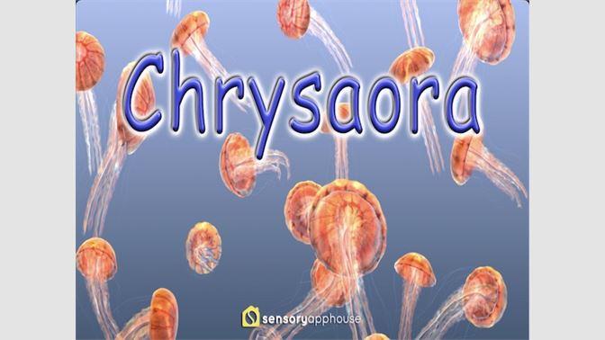 Captura de pantalla de la medusa Chrysaora